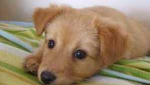 Chlapec nebo dívka - způsoby, jak určit, jaká podlahová štěně